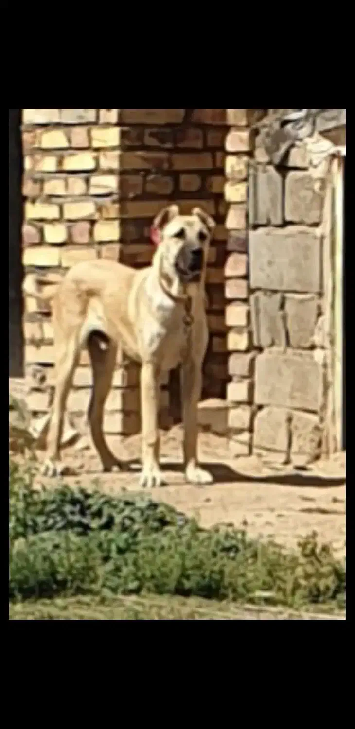 سرابی نر|سگ|حلب, |دیوار