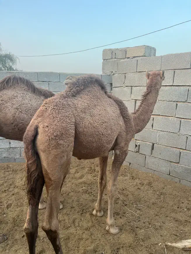 شتر نر|حیوانات مزرعه|بندرعباس, |دیوار