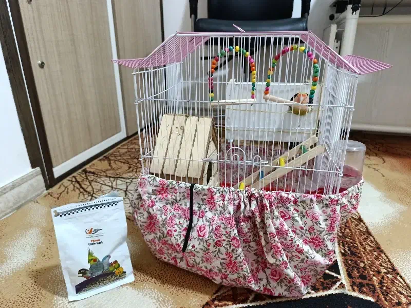 کوتوله برزیلی نر وماده|پرنده|لاران, |دیوار