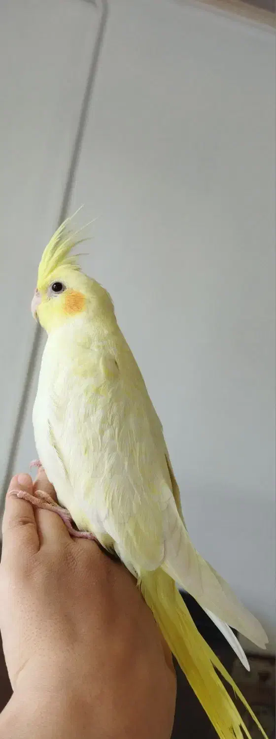 عروس هلندی لوتینو|پرنده|دهگلان, |دیوار