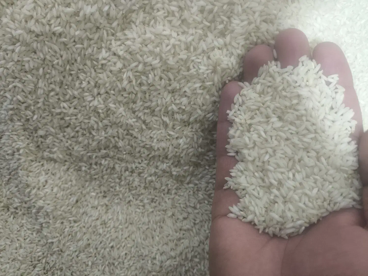 برنج ایرانی شیروان چرداول|خوردنی و آشامیدنی|بیستون, |دیوار