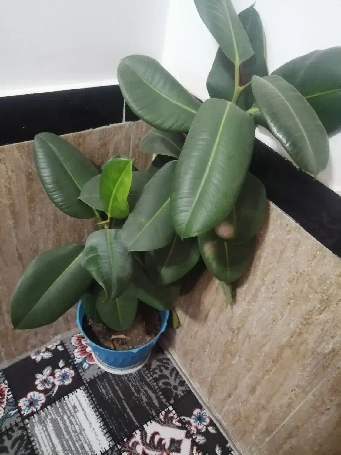 فروش گل خانگی در کانی دینار|گل و گیاه طبیعی|مریوان, |دیوار