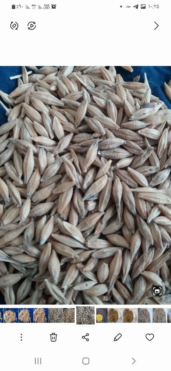 جو و گندم بذری|خدمات باغبانی و درختکاری|گمیشان, |دیوار