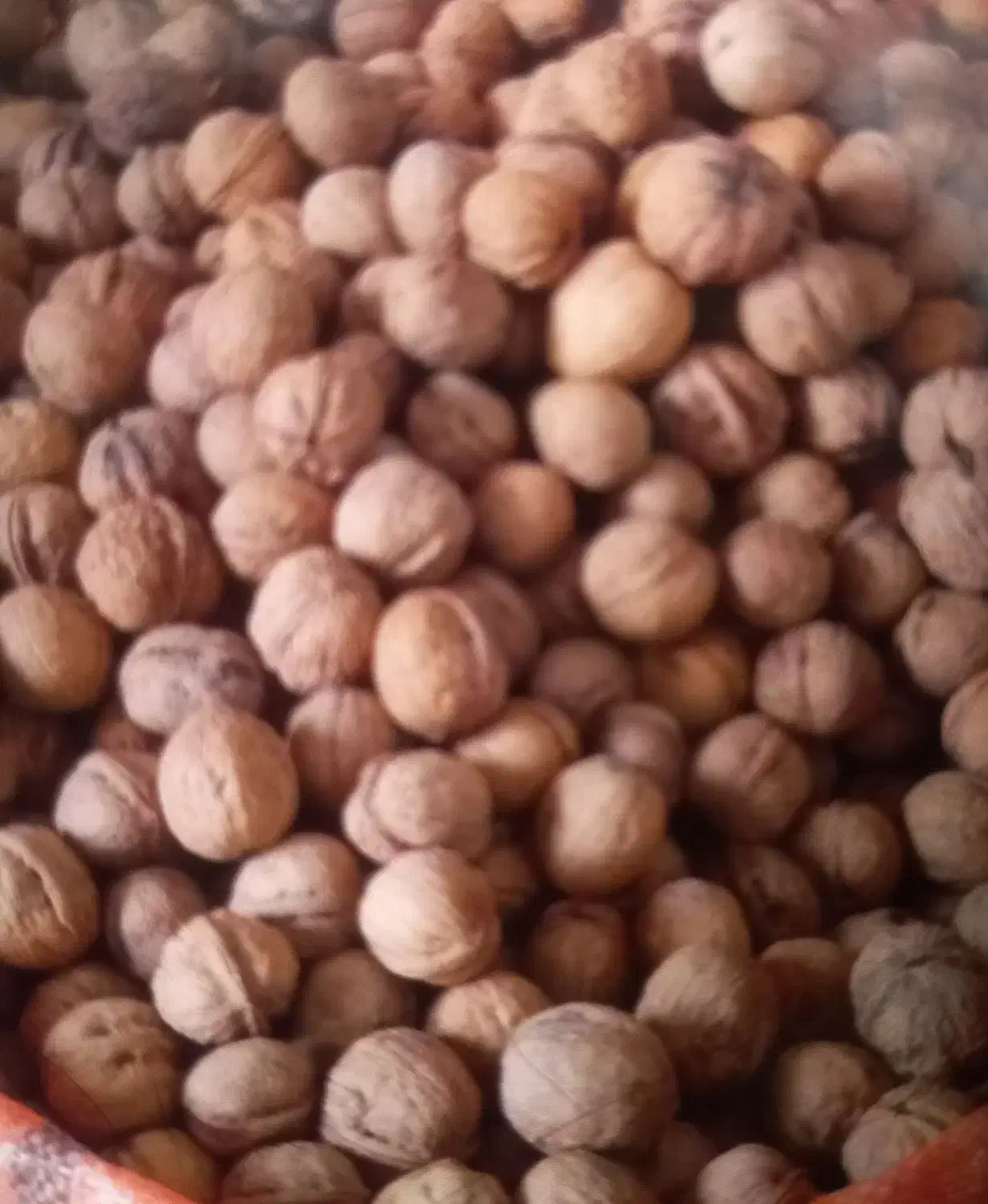 گردو|خوردنی و آشامیدنی|قم, عشقعلی|دیوار