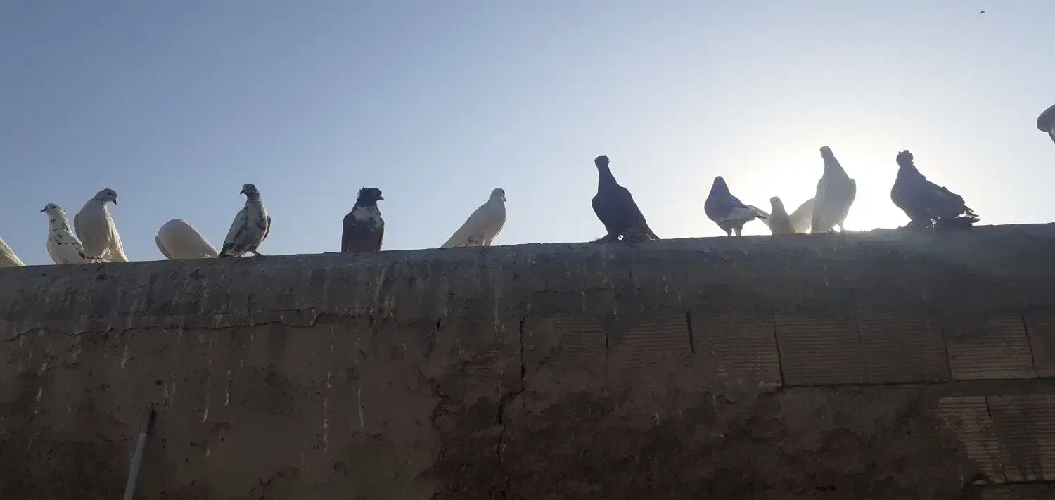 بوم کبوتر راعبی و تهرونی|پرنده|اصفهان, کردآباد|دیوار