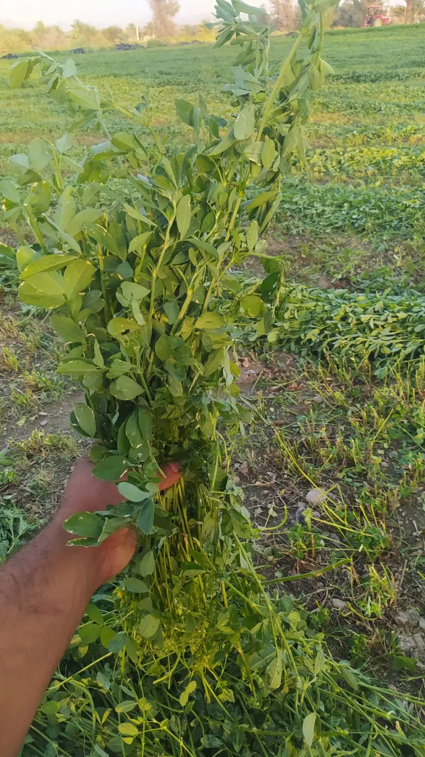 یونجه خشک|خدمات باغبانی و درختکاری|رودخانه, |دیوار