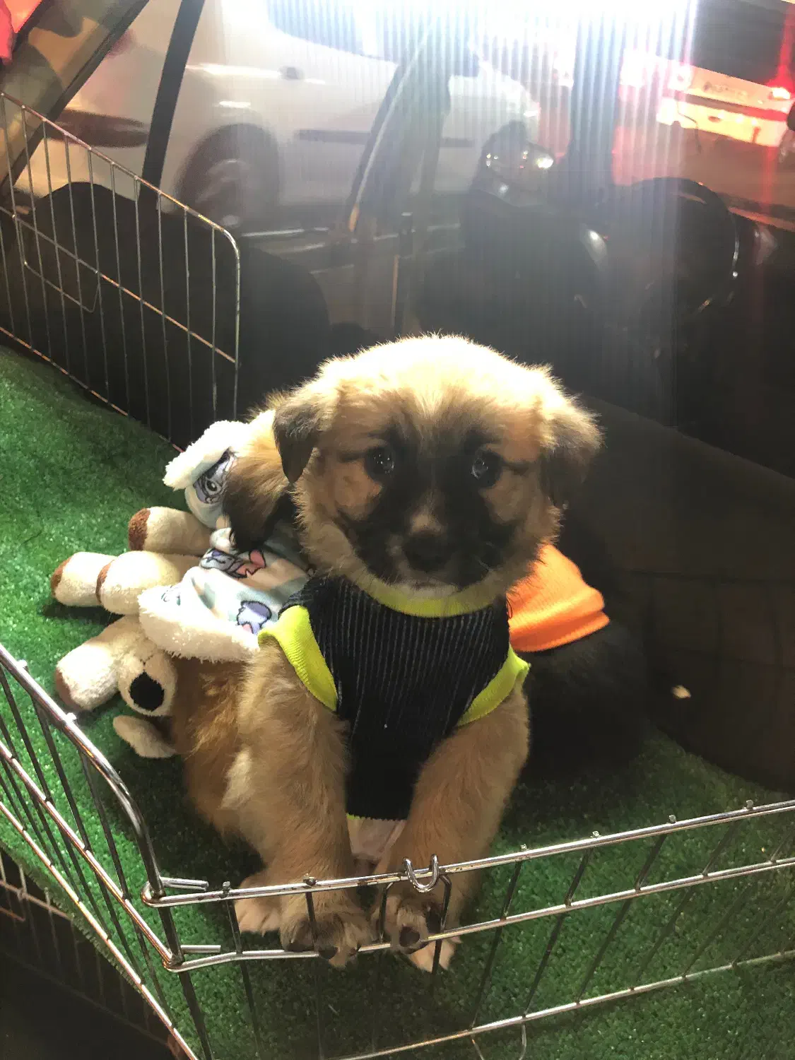 هاپو کوچولو های عروسکی مینیاتوری|سگ|تهران, هوانیروز|دیوار