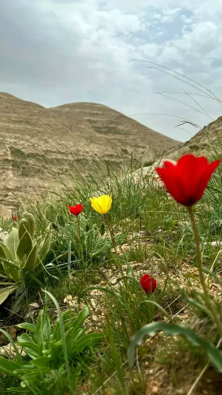 فروش ملک زراعی|فروش دفتر صنعتی، کشاورزی، تجاری|خرقان, |دیوار