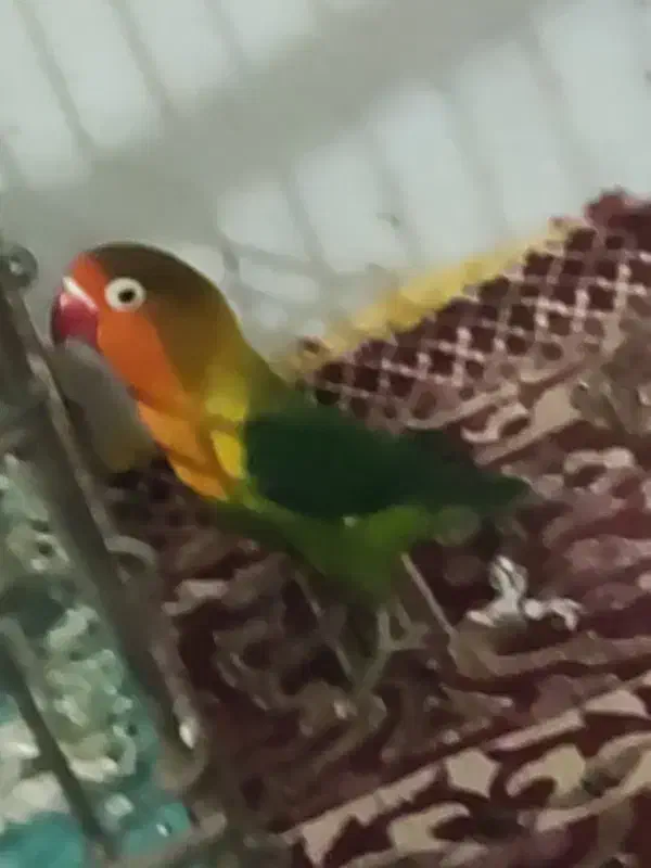 طوطی کوتوله|پرنده|زاهدان, |دیوار