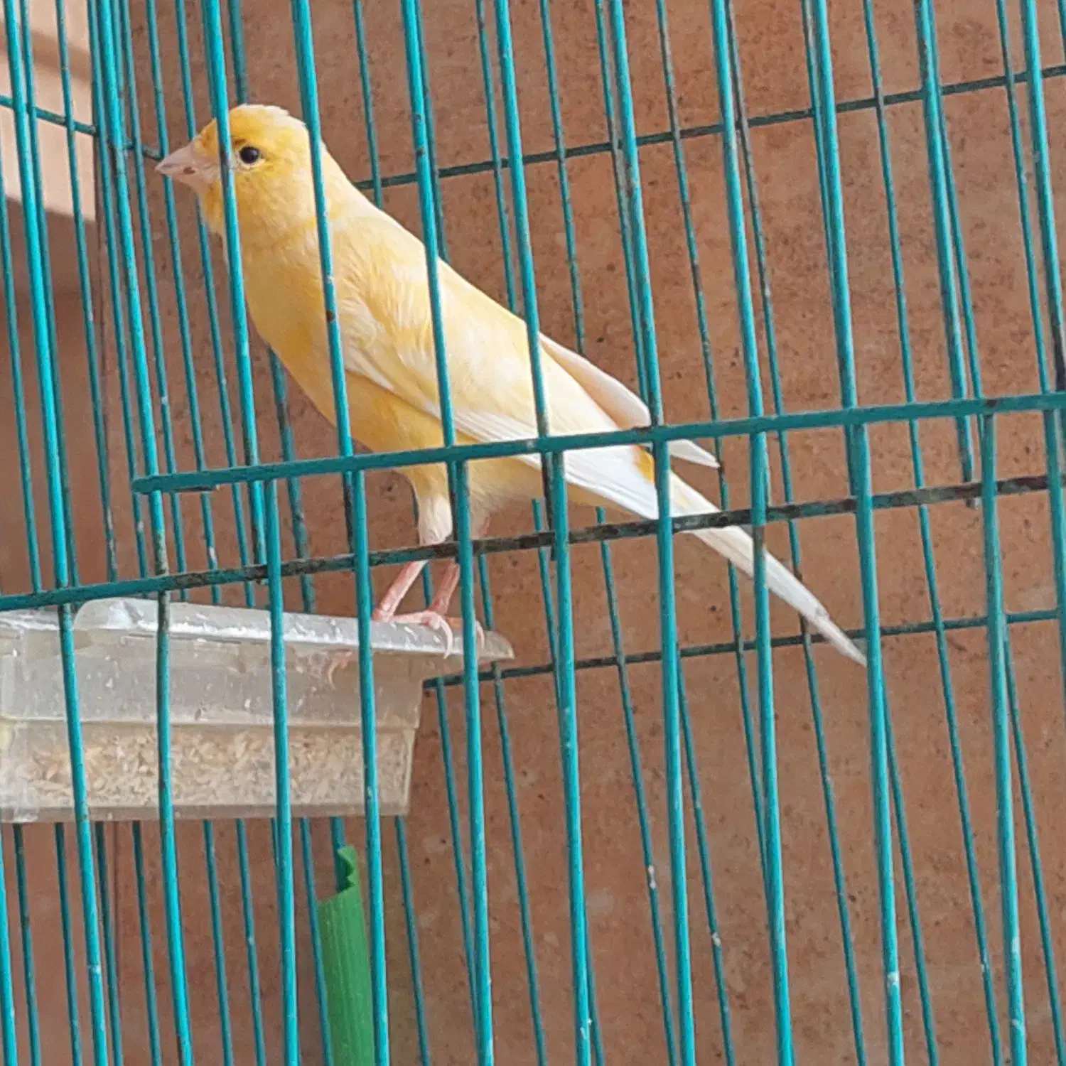 قناری نر|پرنده|خورموج, |دیوار