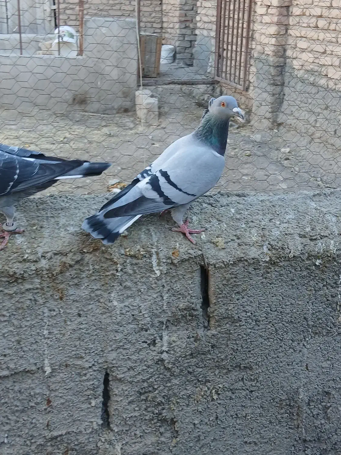 دوجفت کبوترالمانی|پرنده|نیمبلوک, |دیوار