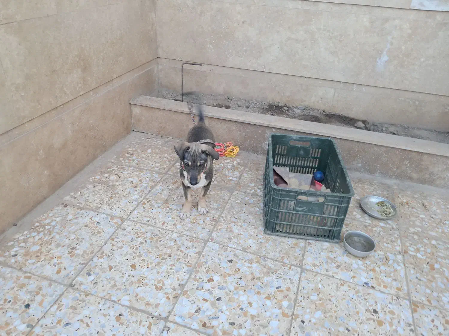 توله پا کوتاه بلژیکی|سگ|آزادشهر, |دیوار