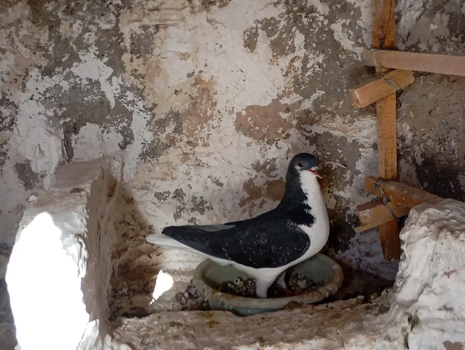 کبوتر|پرنده|آبیک, |دیوار