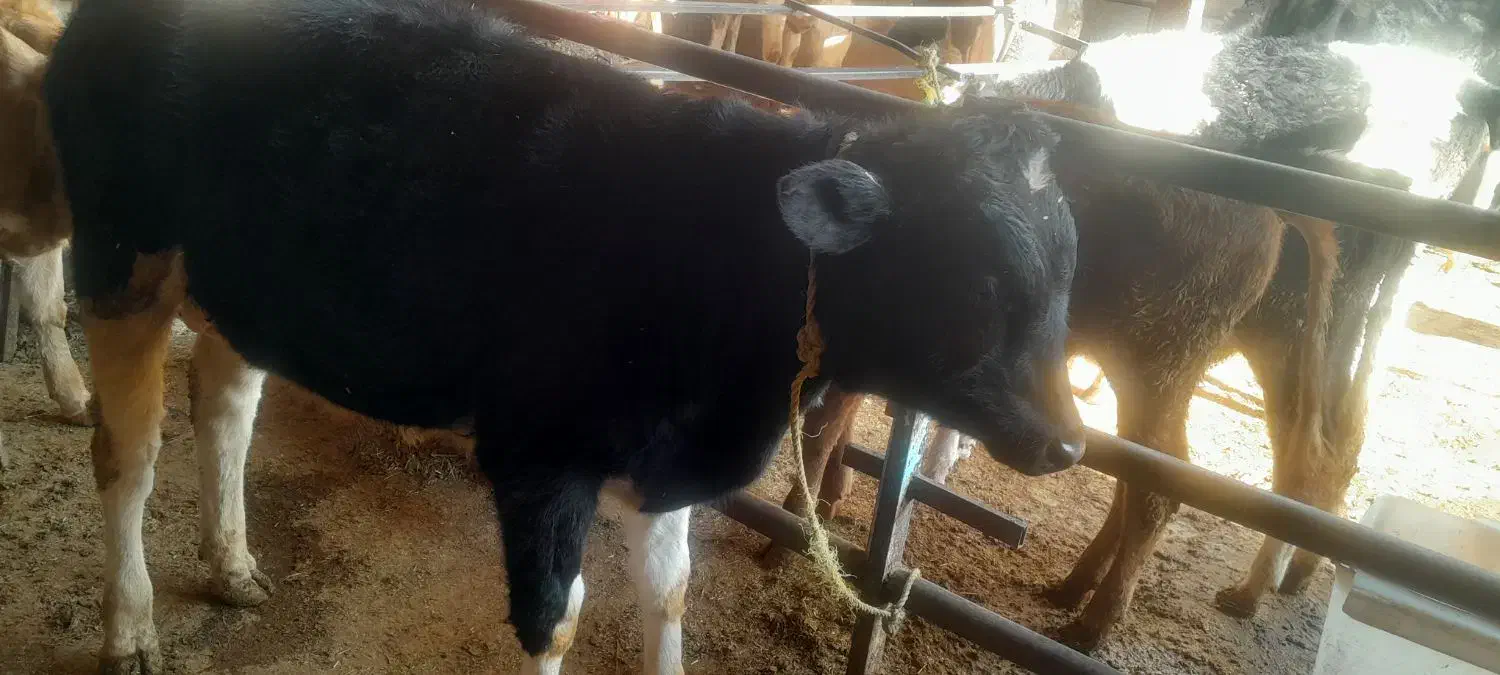 گوساله نر|حیوانات مزرعه|اشتهارد, |دیوار