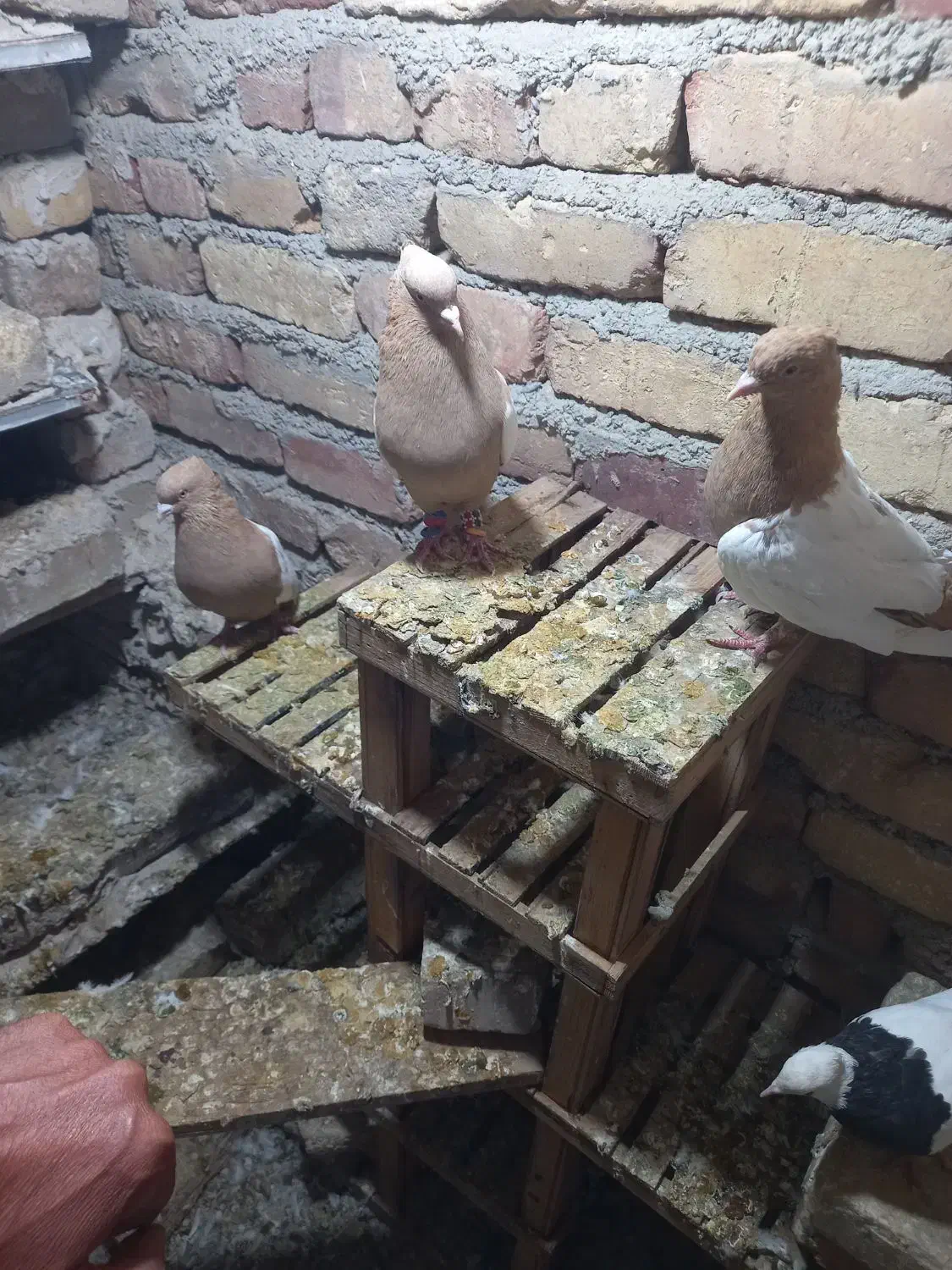 سرتاپای.پاک|پرنده|پیر سلیمان, |دیوار