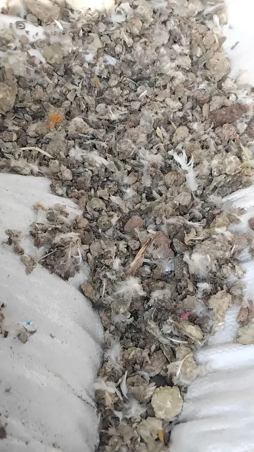 کودکبوتر|خدمات باغبانی و درختکاری|بناب, |دیوار