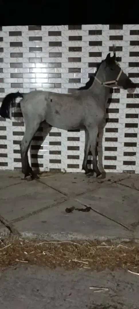 پنج راس کره اسب فی پایین|اسب و تجهیزات اسبسواری|رونیز, |دیوار