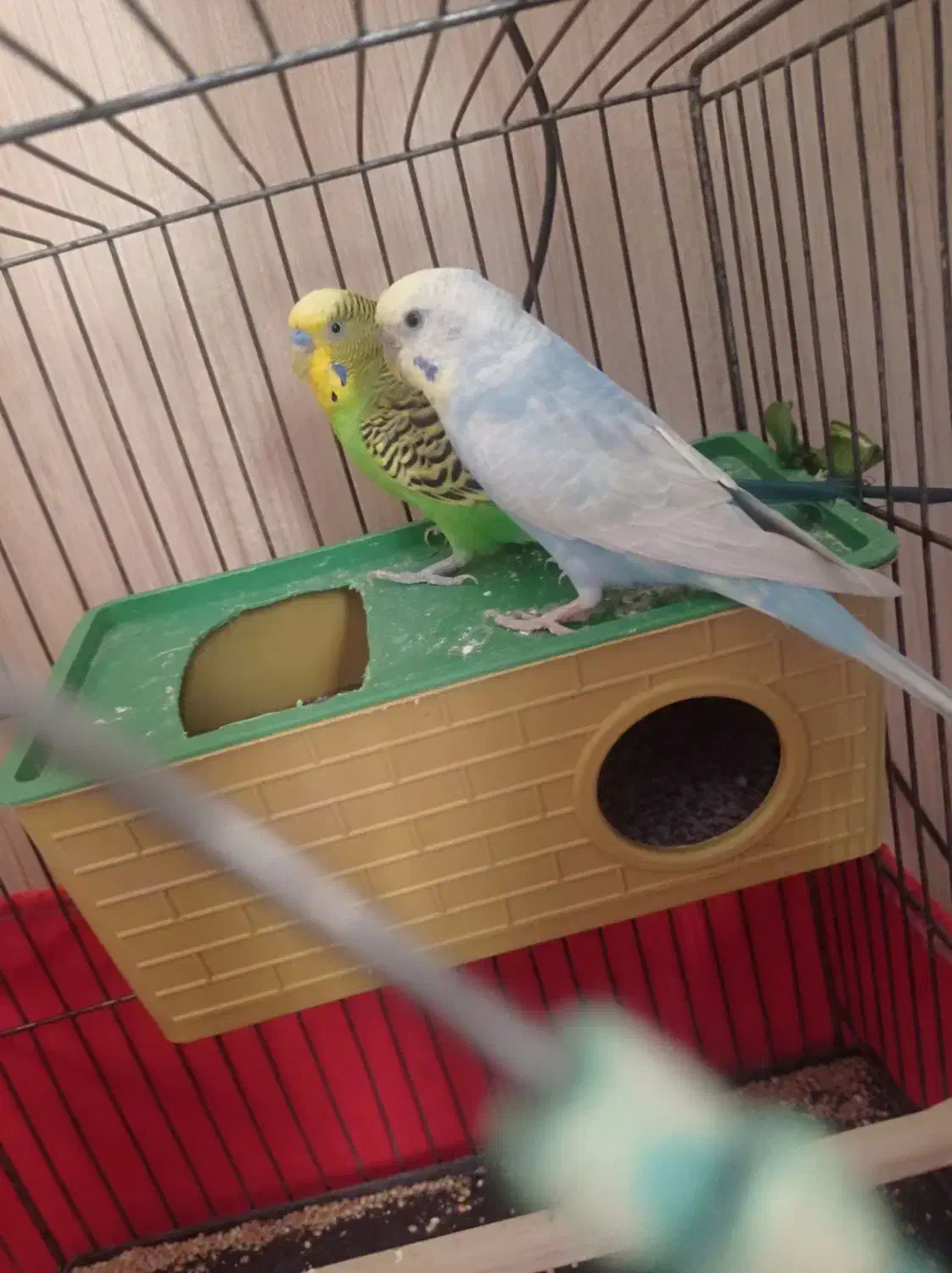 مرغ عشق|پرنده|محمدشهر, محمدشهر|دیوار