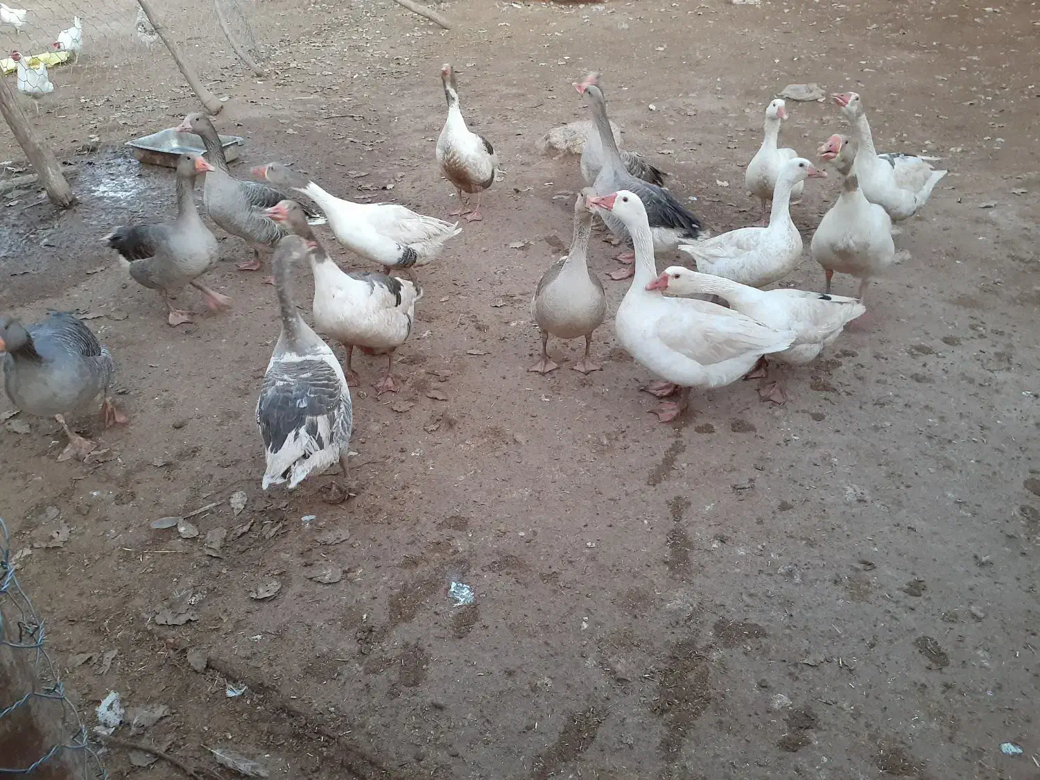 غاز جوان محلی|حیوانات مزرعه|کوهدشت, |دیوار