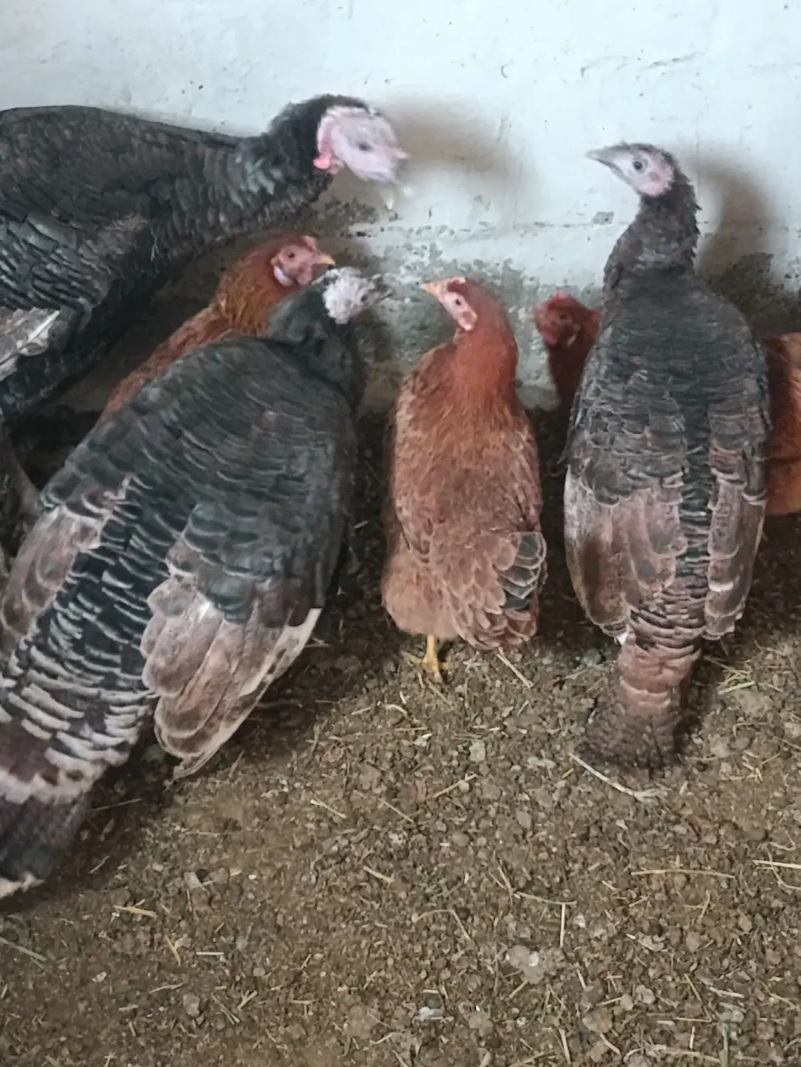 فروش بوقلمون|حیوانات مزرعه|شاهین دژ, |دیوار