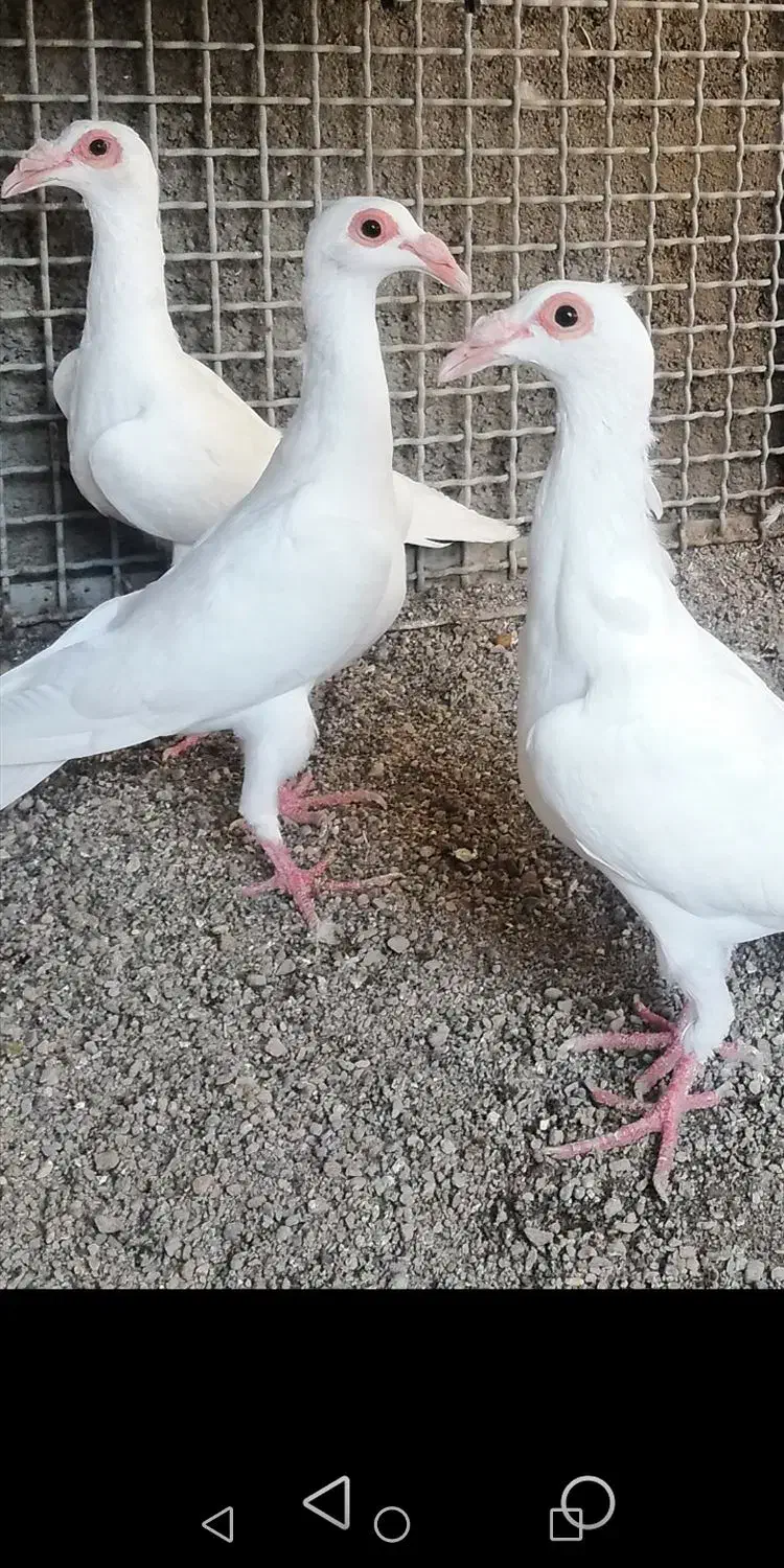 کبوتربغدادی|پرنده|مشهد, انقلاب|دیوار