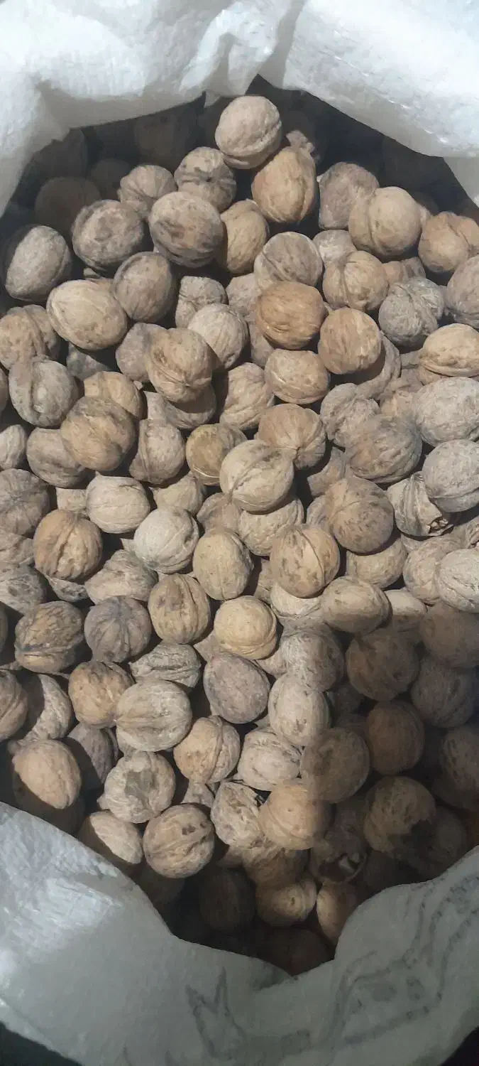 گردوی سفید وخوش مزه|خوردنی و آشامیدنی|میاندوآب, |دیوار