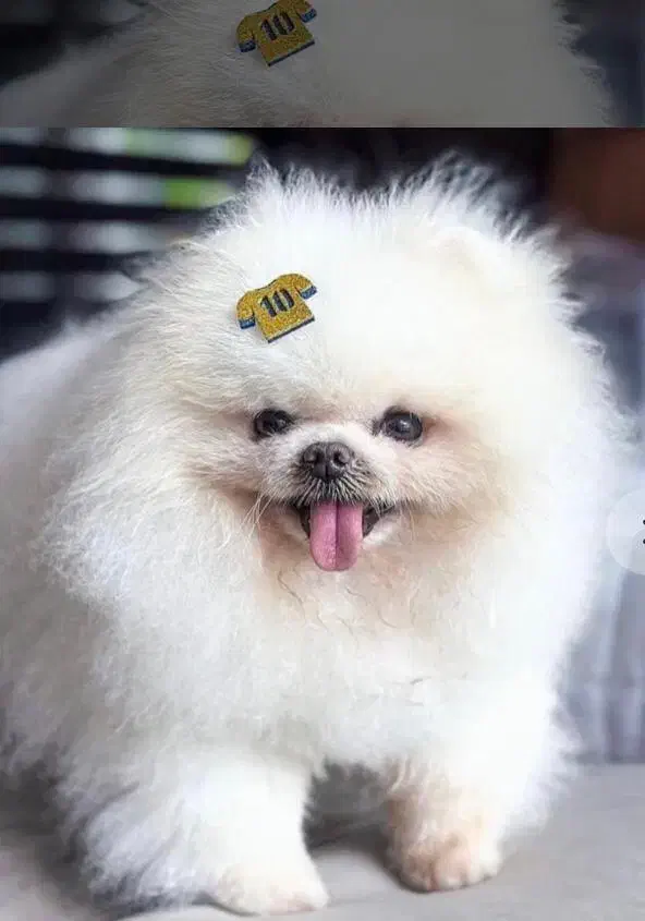 پامر خرسی نر بوفیس وارداتی|سگ|اصفهان, خانه اصفهان|دیوار