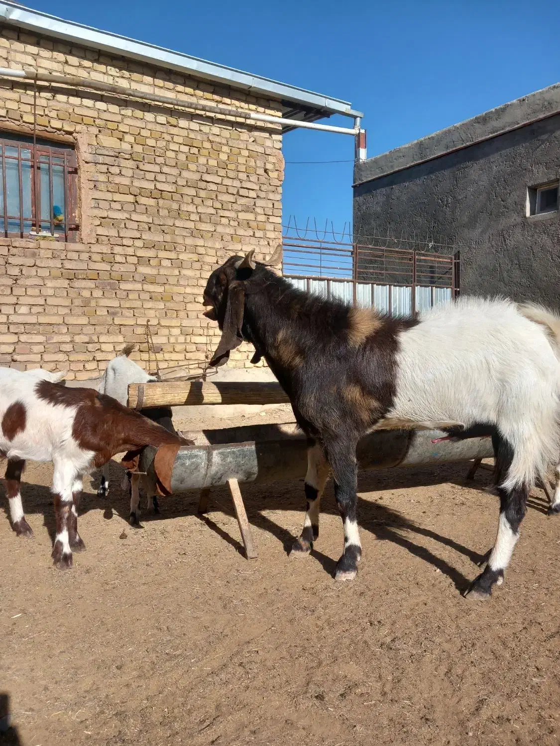 بز وبزغاله|حیوانات مزرعه|عطاملک, |دیوار