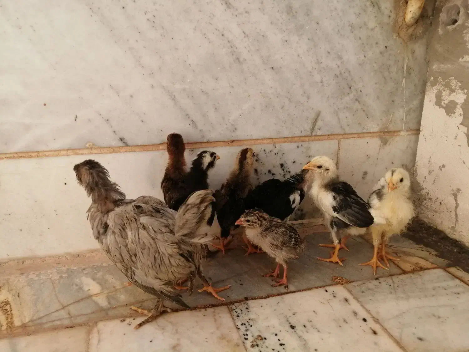 جوجه گلین ی دونه شاخدار|حیوانات مزرعه|بیرجند, |دیوار