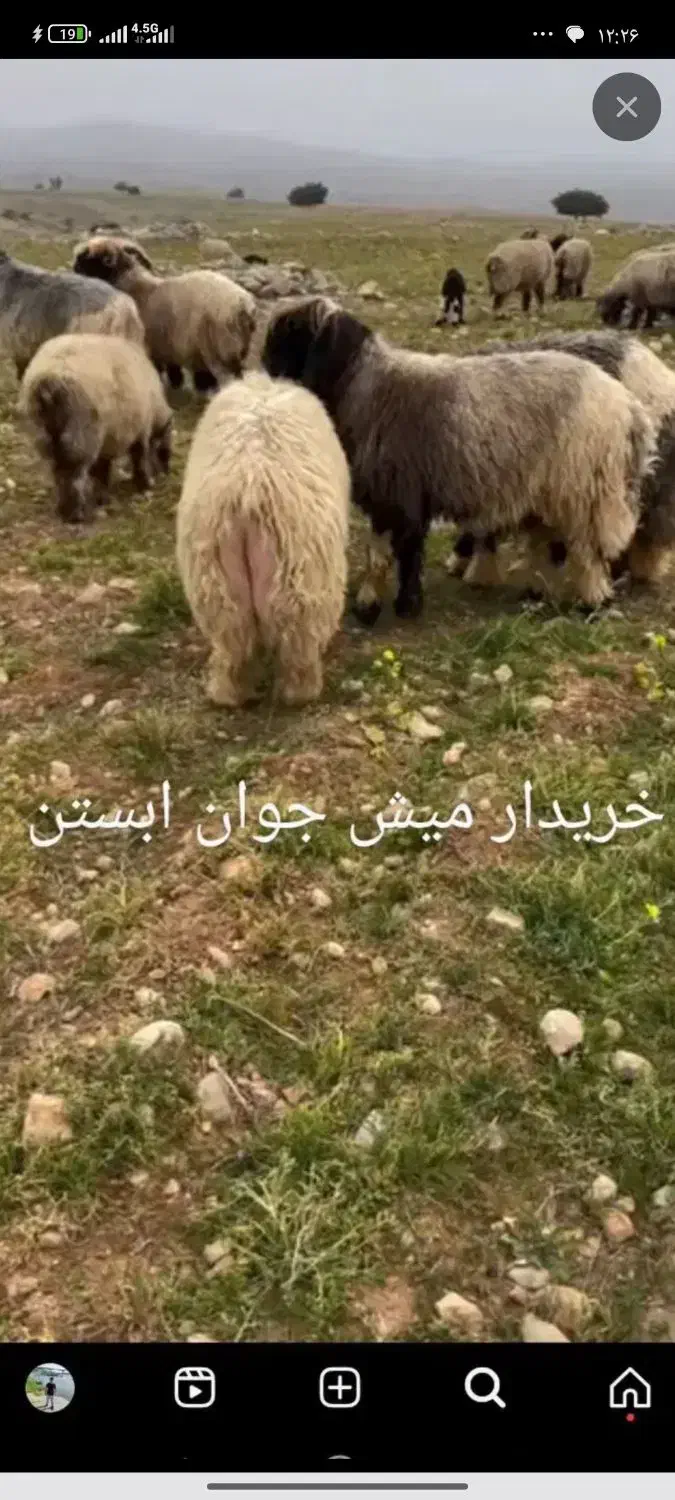 بز معاوضه با گوسفند|حیوانات مزرعه|اندیمشک, |دیوار