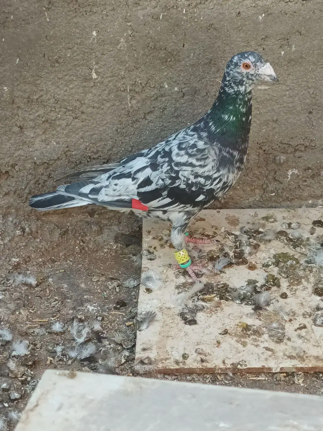 فروشی کود کبوتر|گل و گیاه طبیعی|اقبالیه, |دیوار