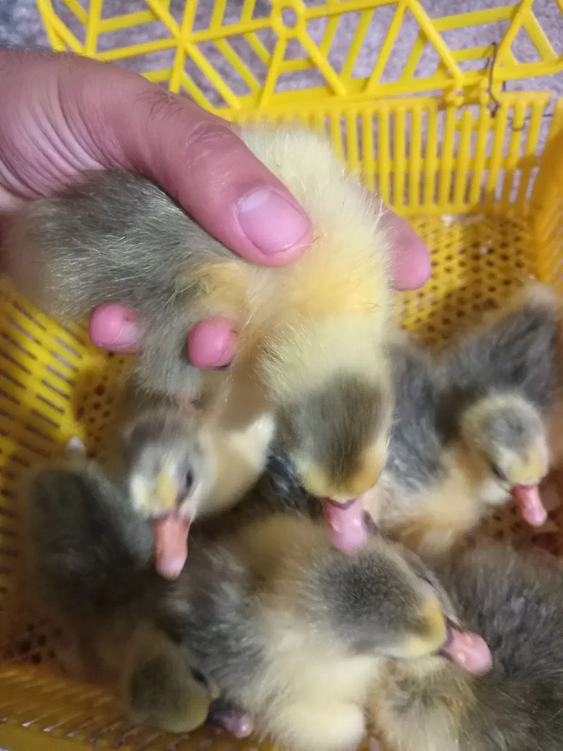 جوجه غاز محلی|حیوانات مزرعه|قائمشهر, |دیوار