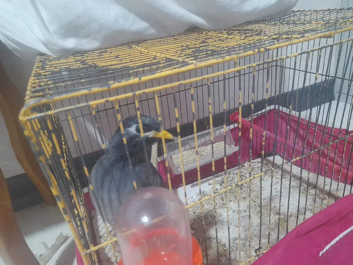 مرغ مینا|پرنده|اصفهان, جوزدان الیادران|دیوار