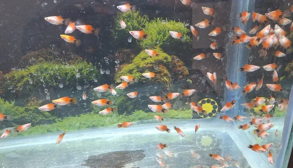 ماهی پلاتی میکی موس آکواریوم|ماهی|ملایر, |دیوار