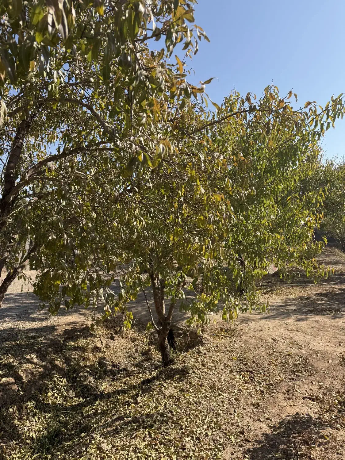 2000متر باغ ویلا سند دار|فروش زمین و ملک کلنگی|زرندیه, |دیوار