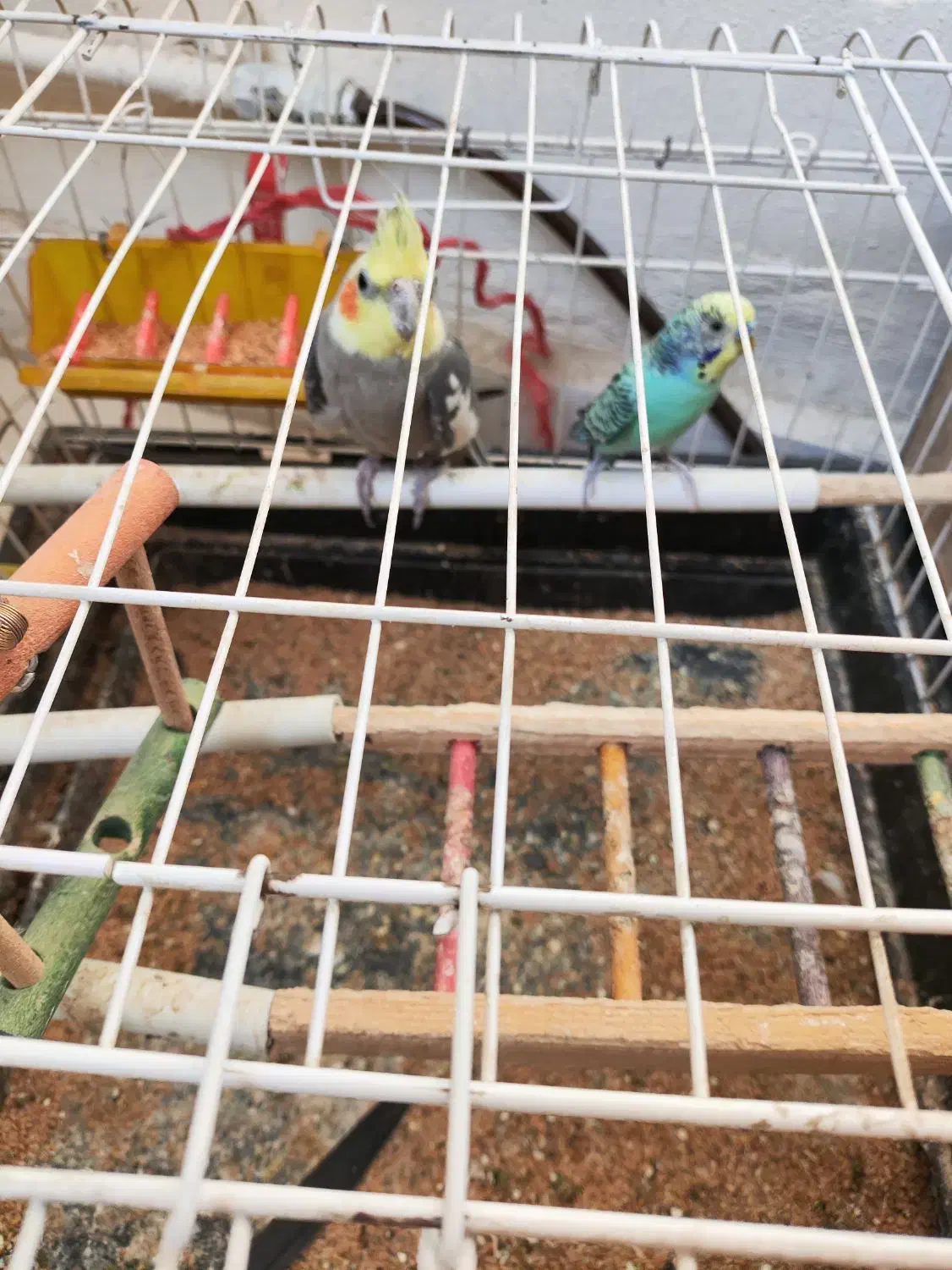 عروس هلندی و مرغ عشق|پرنده|پردیس, فاز ۱|دیوار