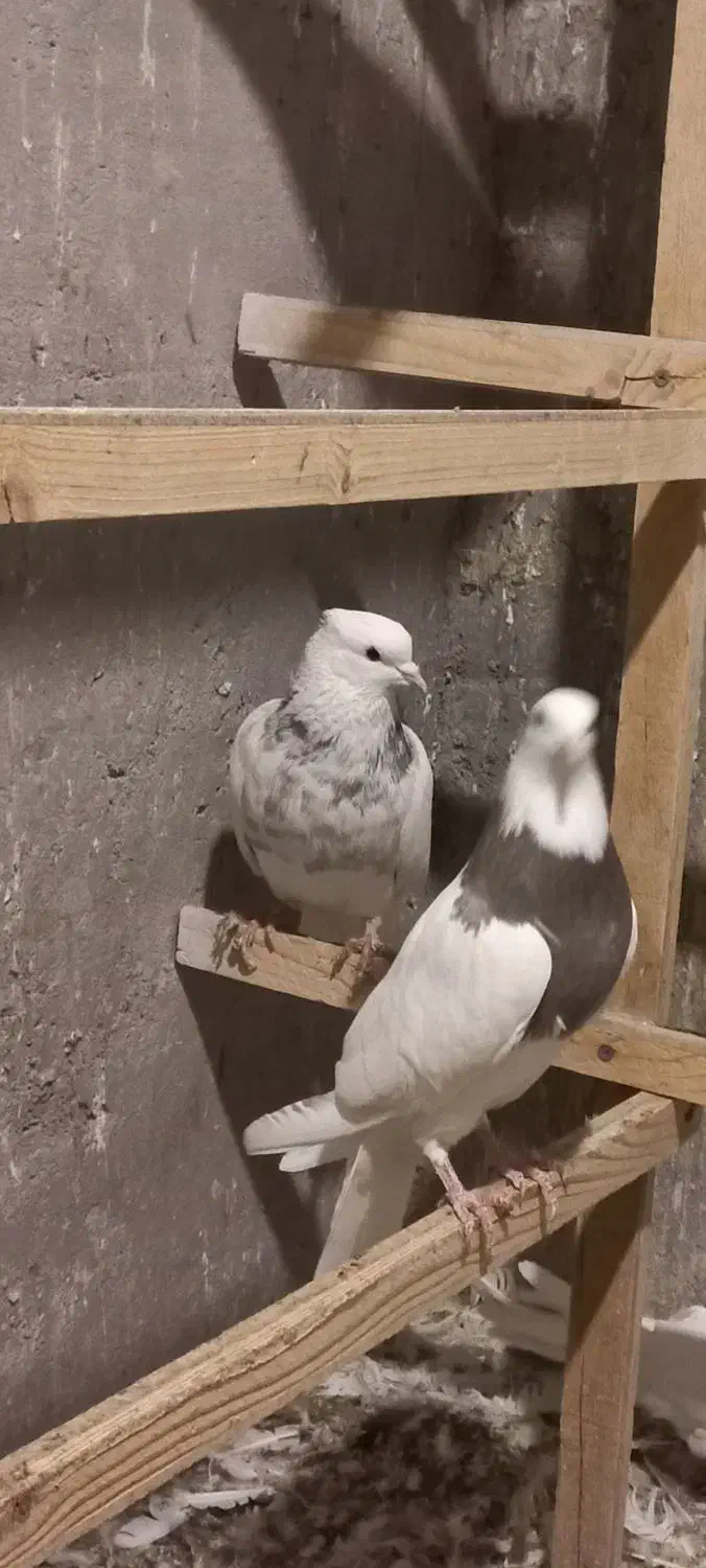 طوقی زرین شکلاتی و هفرنگ و آبی و آجری و دم سفید|پرنده|بافق, |دیوار