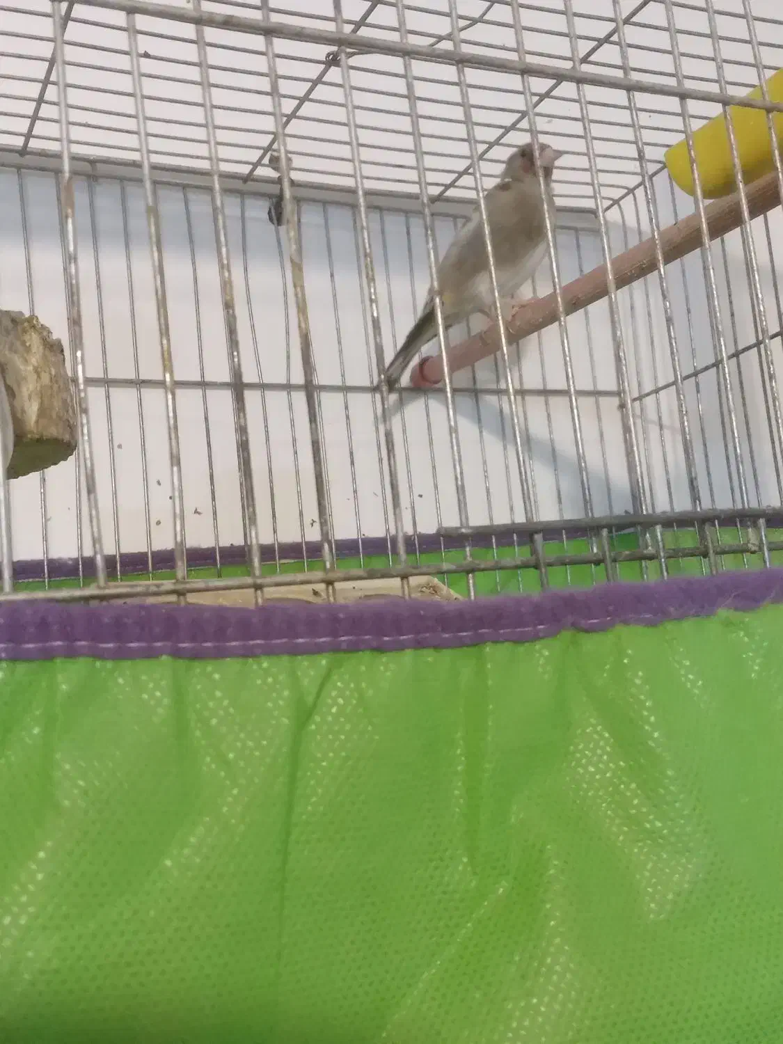 سهره وقناری|پرنده|رفسنجان, |دیوار