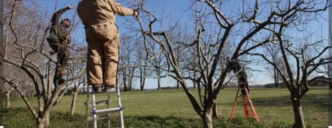 هرس کردن|خدمات باغبانی و درختکاری|انزل, |دیوار