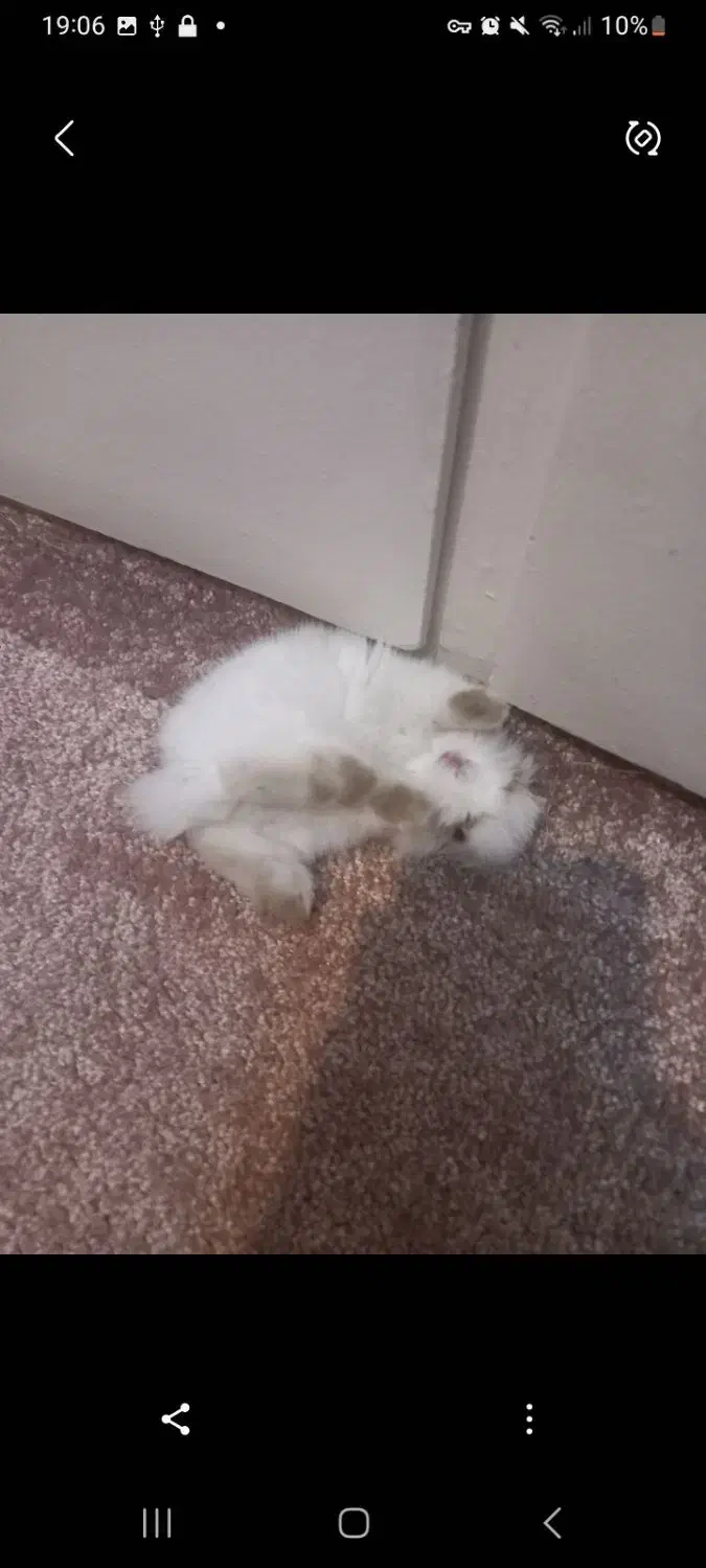 خرگوش با قفس و وسایل|موش و خرگوش|تهران, ائمه اطهار|دیوار