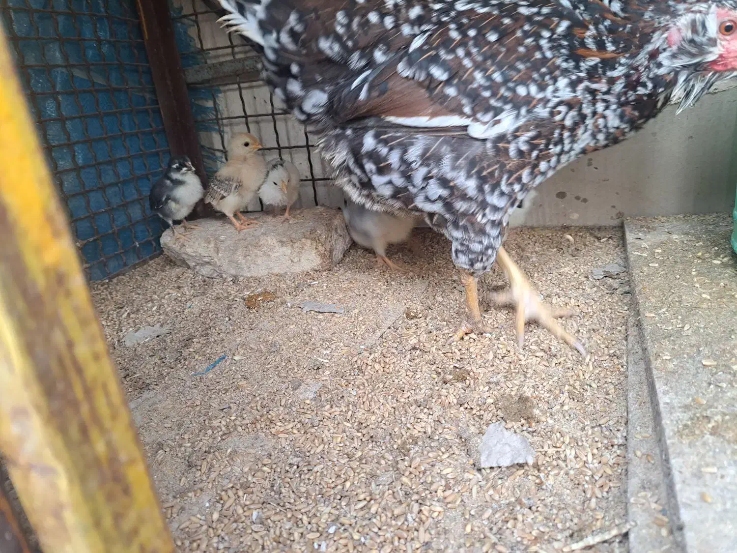 مرغ گلین با جوجه|حیوانات مزرعه|پاکدشت, پاکدشت (مامازند)|دیوار