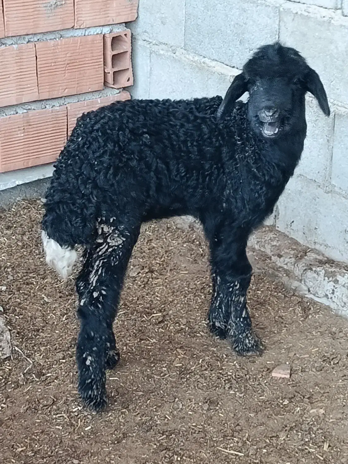 بره نر شیرخوار جنس|حیوانات مزرعه|سیجوال, |دیوار