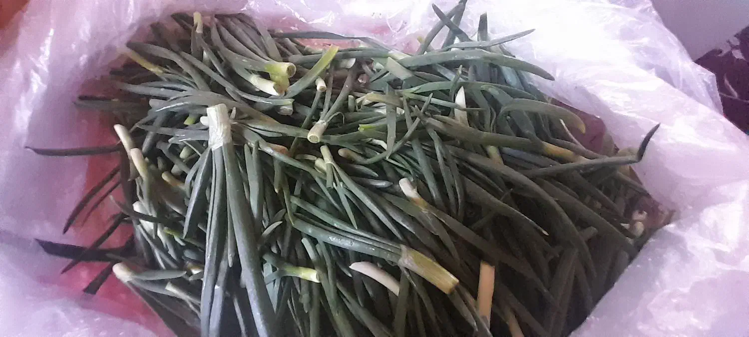 پیازچه|خوردنی و آشامیدنی|زنجانرود, |دیوار