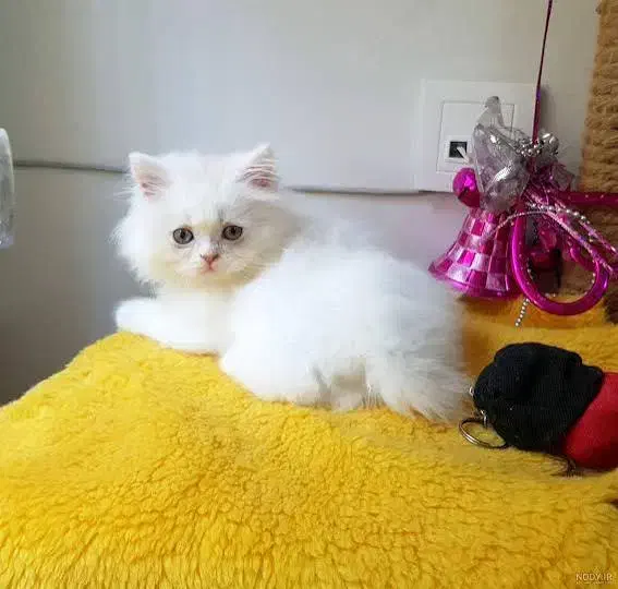 گربه پرشین سفید همه چیو داره|گربه|تهران, صادقیه|دیوار