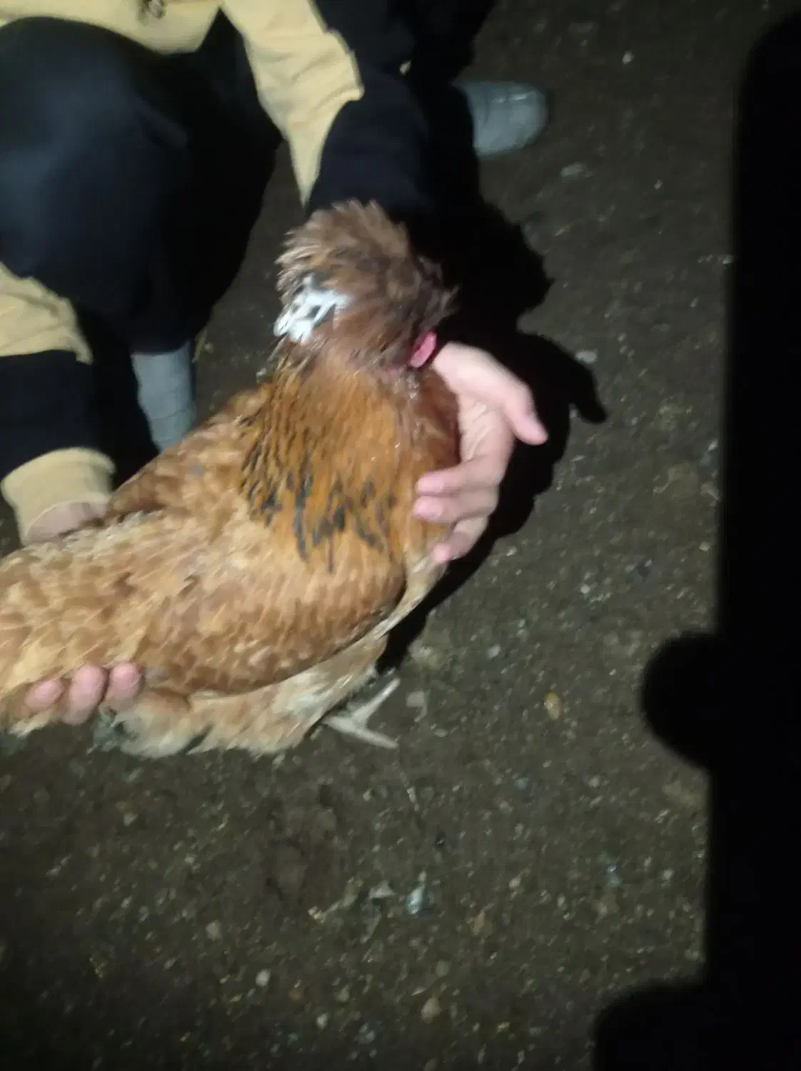 مرغ|حیوانات مزرعه|سیلاخور, |دیوار