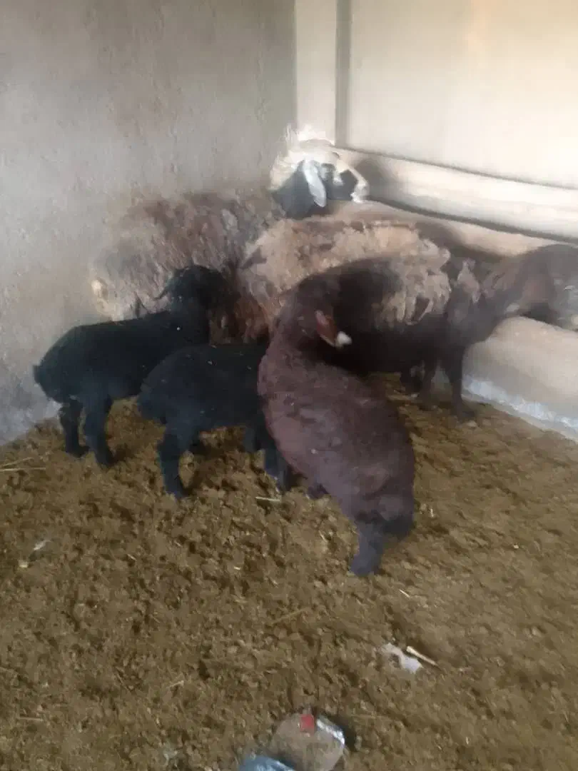 میش وبره|حیوانات مزرعه|کوهسار (البرز), |دیوار