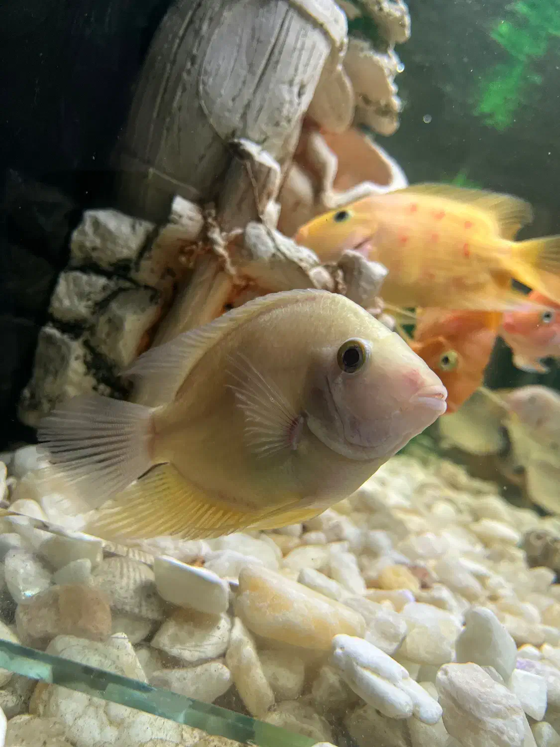 ماهی کوشتخوار سور‌م فلاور|ماهی|مشهد, رسالت|دیوار