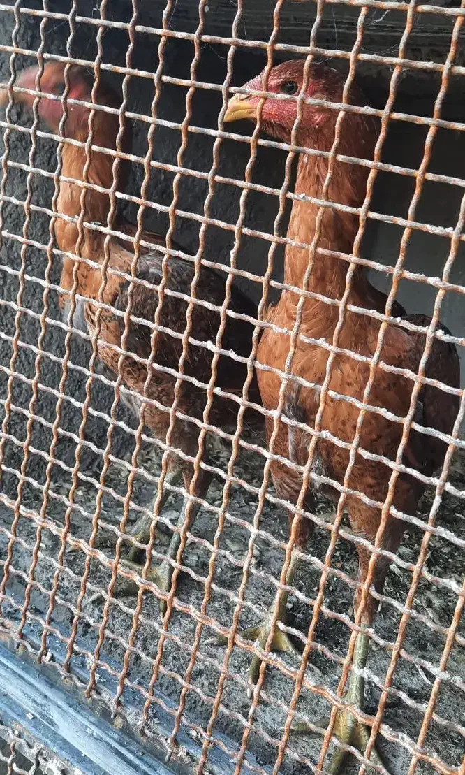 مرغ لاری|حیوانات مزرعه|فومن, |دیوار