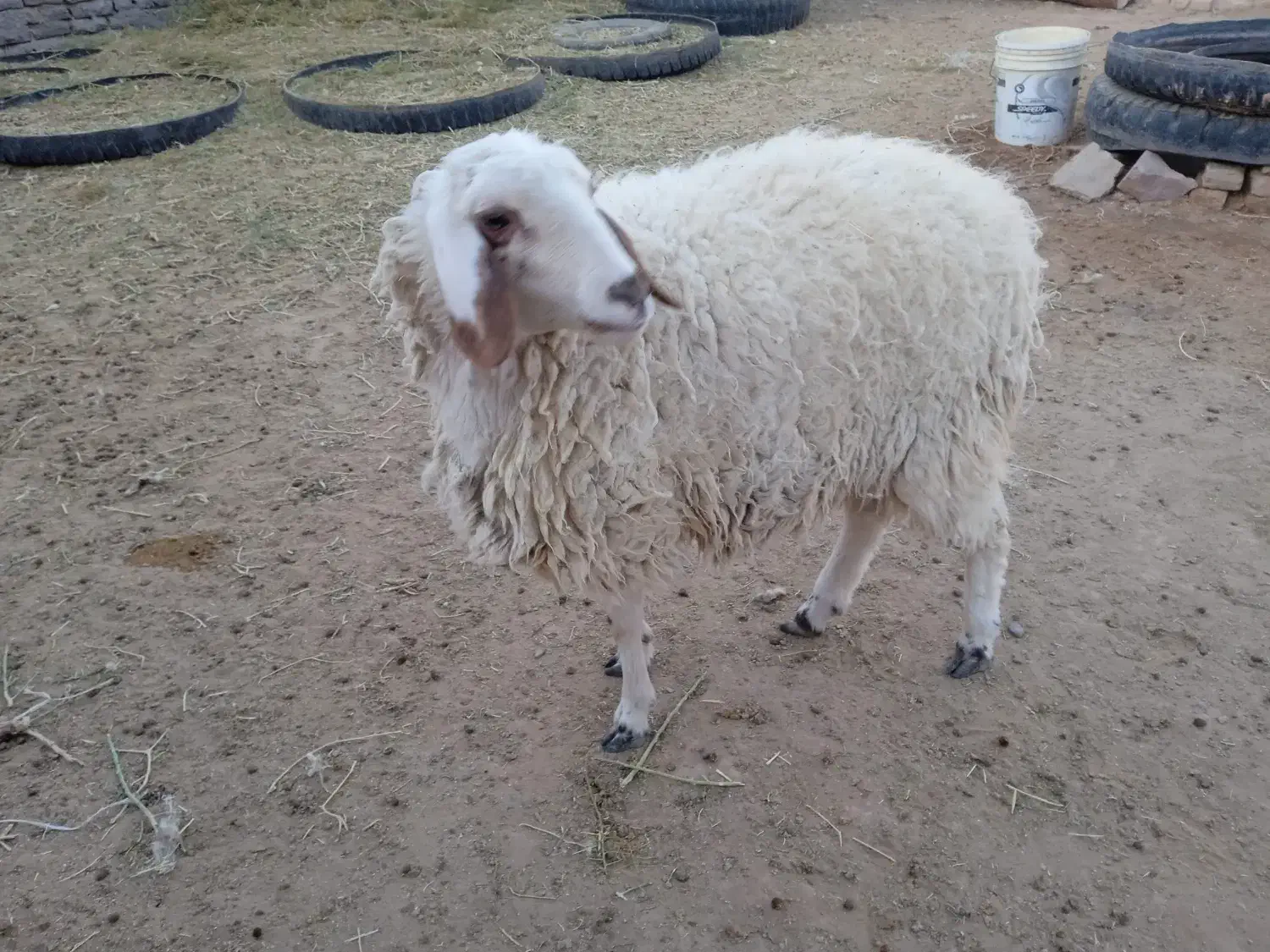 بره ماده|حیوانات مزرعه|فردوس (خراسان), |دیوار