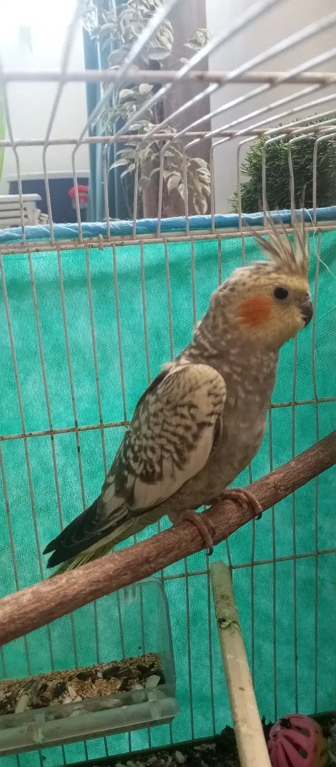 عروس هلندی|پرنده|جم, |دیوار